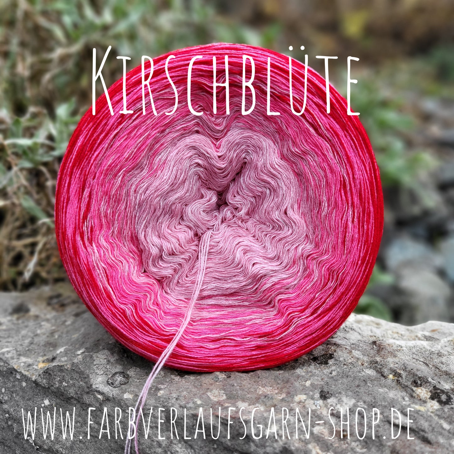 Kirschblüte
