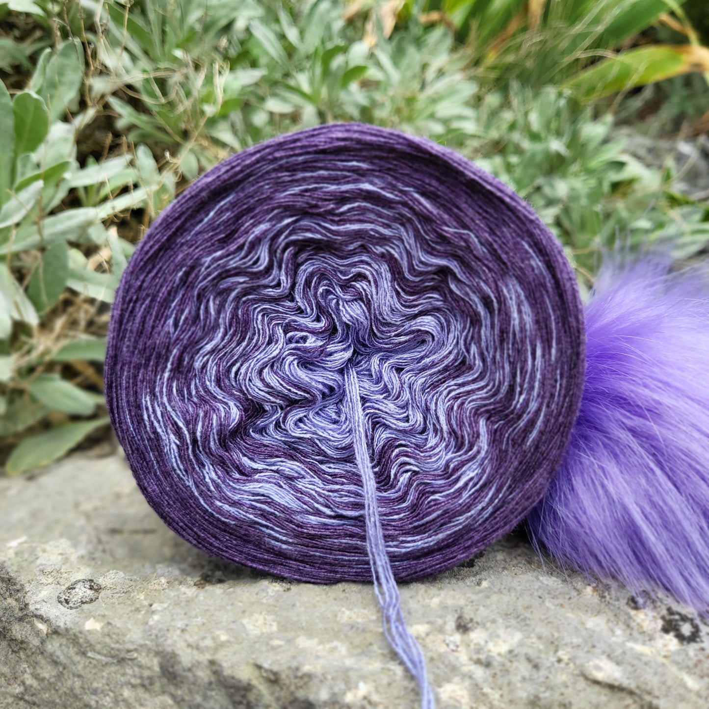 Krokus•Aubergine